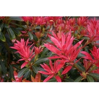 Pieris japonica'Forrest Flame' 